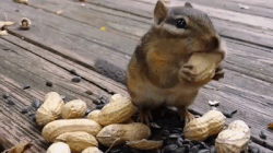chipmunk-animals-free-animated-gifs-gameznet 024.gif